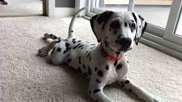 The Dalmation: Trusted Firehouse Dog
