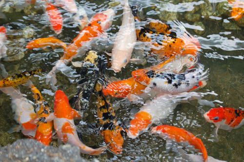 koi fish