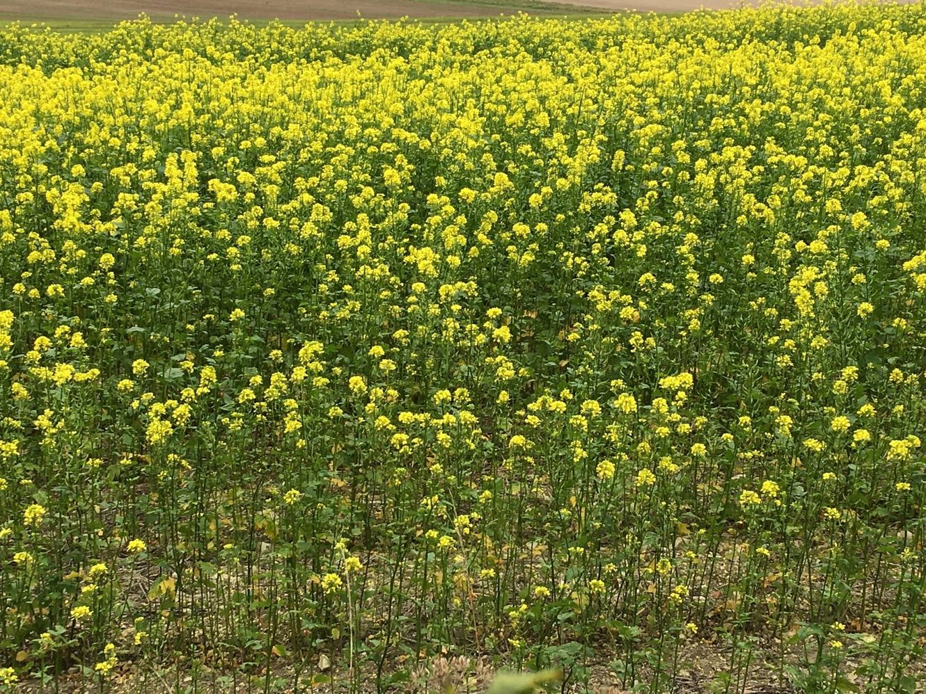 Canola The Canuck Oil