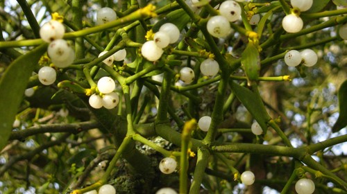 Mistletoe: What's 'Up' With That?